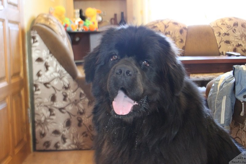 Фото: ньюфаундленд Любви Прекрасное Творенье