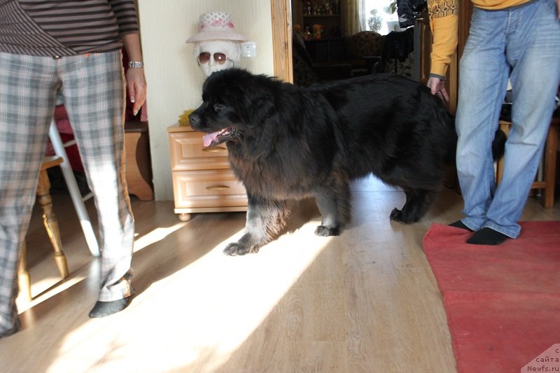 Фото: ньюфаундленд Любви Прекрасное Творенье