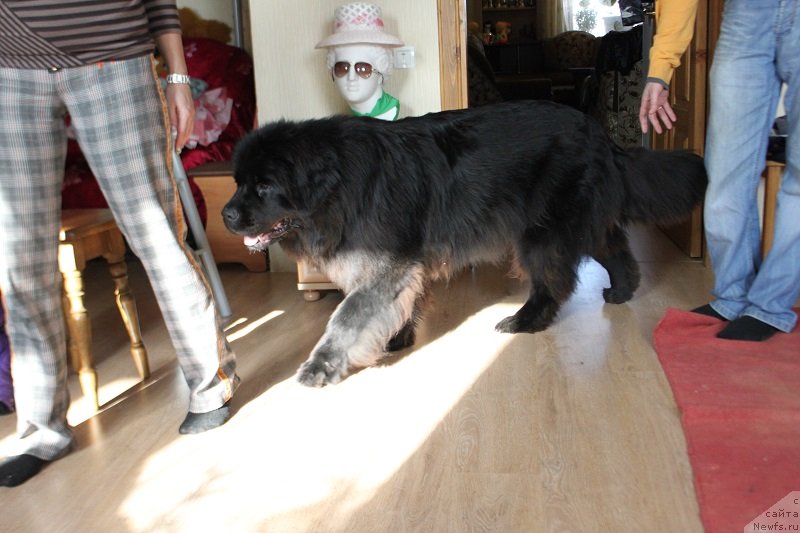 Фото: ньюфаундленд Любви Прекрасное Творенье