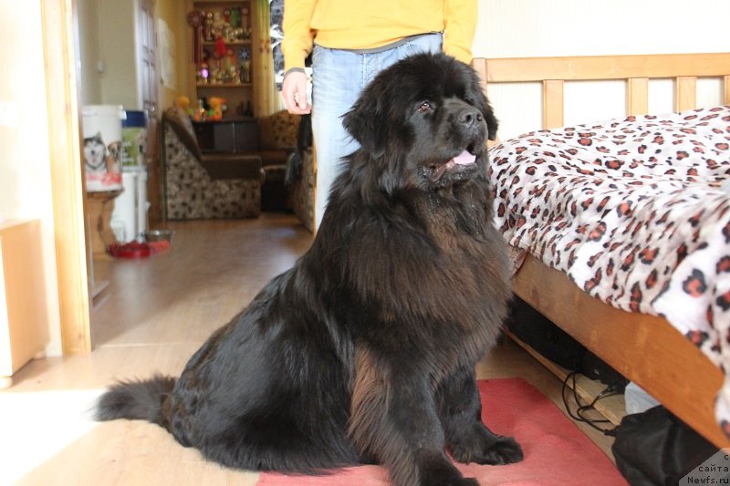 Фото: ньюфаундленд Любви Прекрасное Творенье