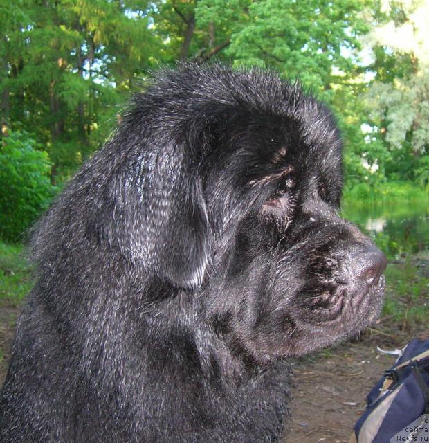 Фото: ньюфаундленд Смигар Хиггинс