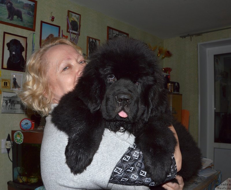 Фото: ньюфаундленд Смигар Управдом Друг Человека