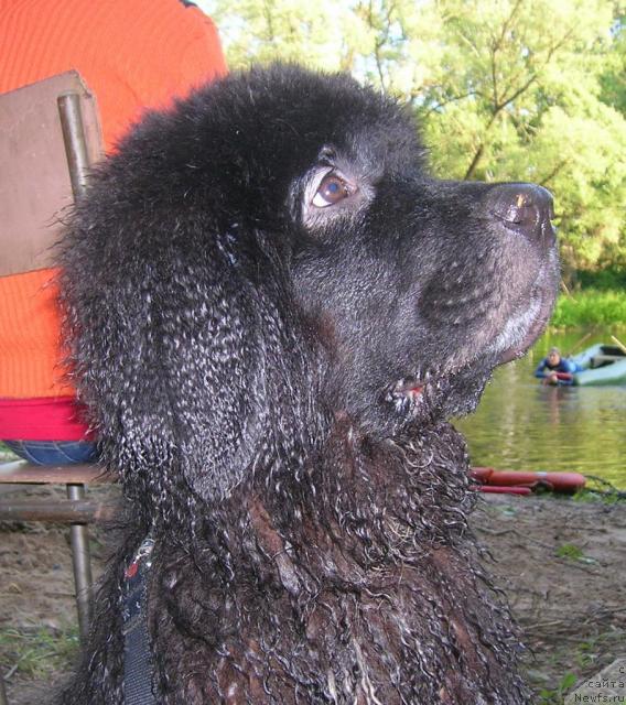 Фото: ньюфаундленд Питерньюф Жизнь Хороша (Piternyuf Zhizn' Horosha)