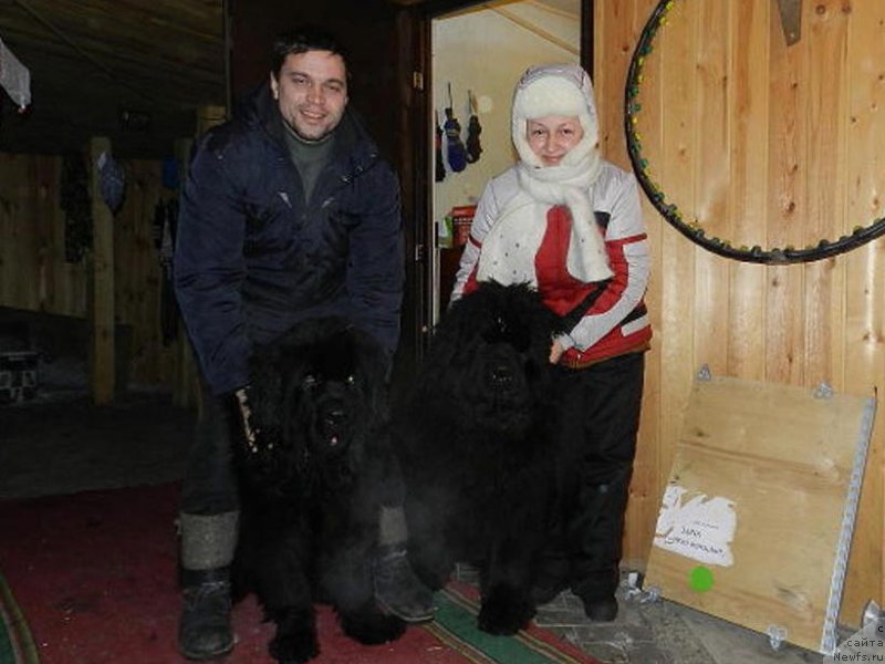 Фото: ньюфаундленд Айбл Ту Вин Династия Совершенства (Able To Win Dinastiya Soverchenstva), ньюфаундленд Акватория Келвин Успех, Елена Видякова