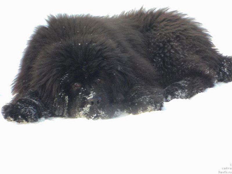 Фотография № 148461