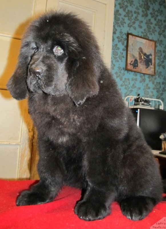 Фото: ньюфаундленд Смигар Тоунз ов Мьюзик (Smigar Tones of Music)