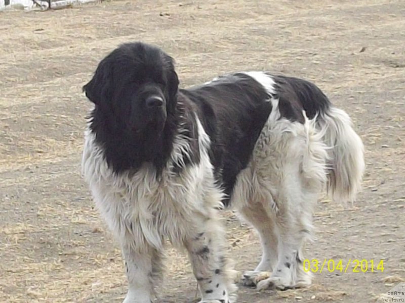 Фото: ньюфаундленд Супер Премиум Литониэль Валланинор (Super Premium Litoniel Vallaninor)