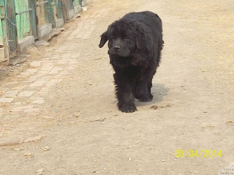 Фото: ньюфаундленд Супер Премиум Немессис