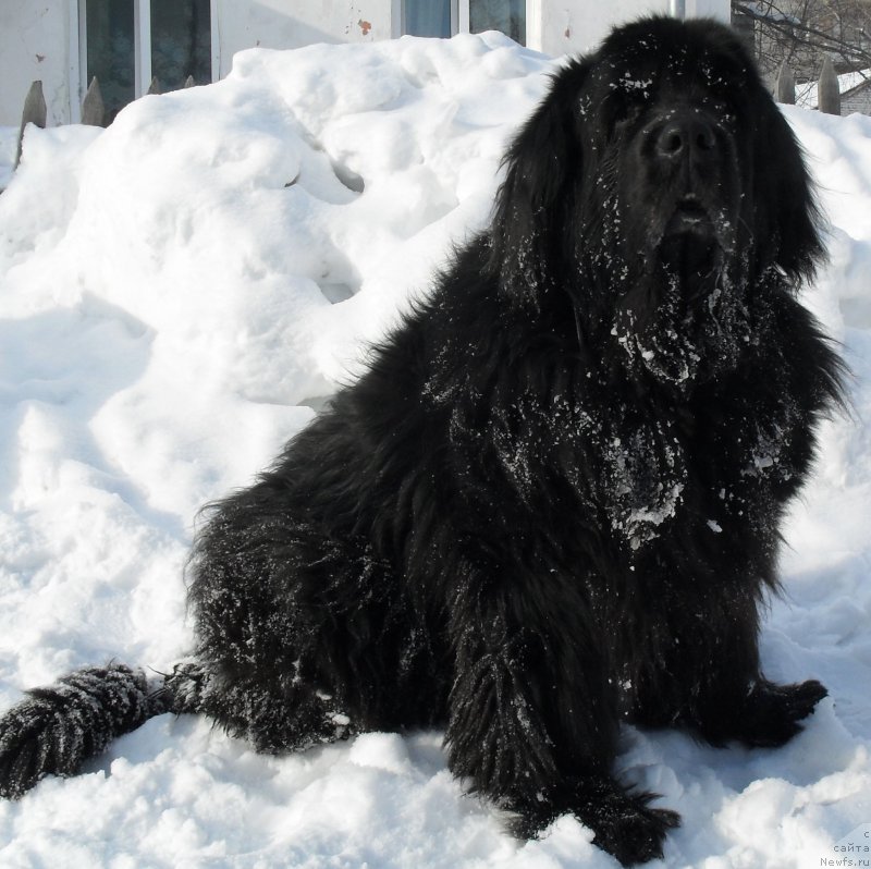 Фотография № 148487