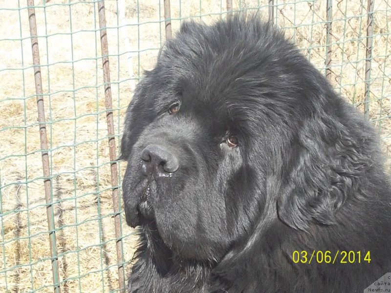 Фото: ньюфаундленд Супер Премиум Микадо (Super Premium Mikado)