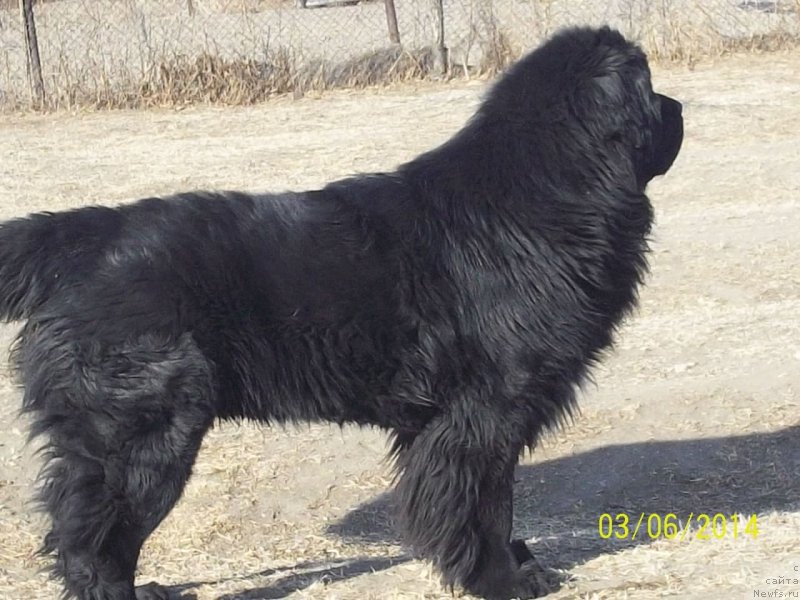 Фото: ньюфаундленд Супер Премиум Линиэль Дайлиррин (Super Premium Liniel Daylirring)