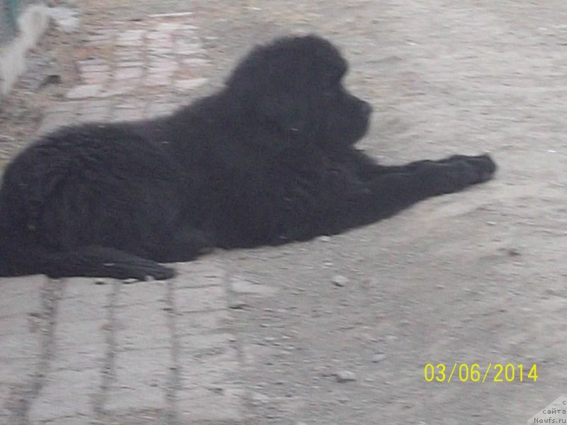 Фото: ньюфаундленд Супер Премиум Нао Дел Трато