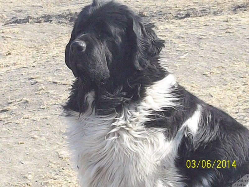 Фото: ньюфаундленд Супер Премиум Литониэль Валланинор (Super Premium Litoniel Vallaninor)