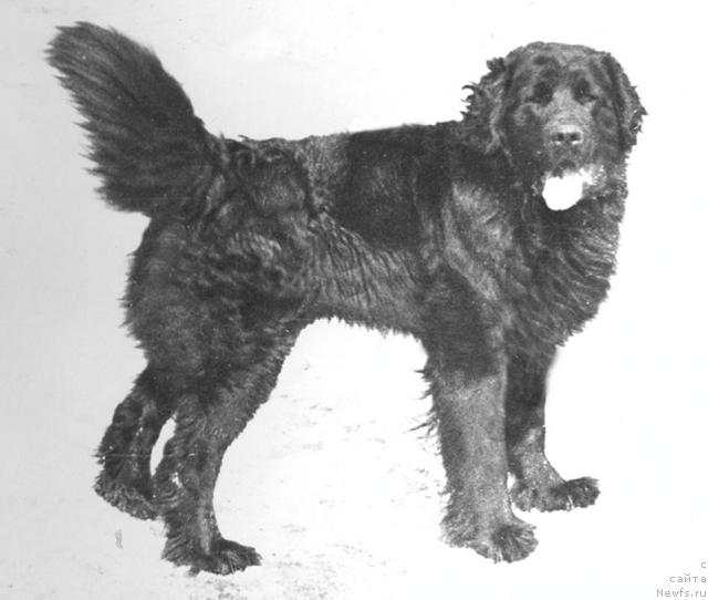 Фото: ньюфаундленд Юджин Габри