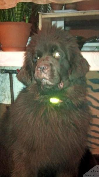 Фото: ньюфаундленд Фанньюф Желанная Мадмуазель Шанте Блюз