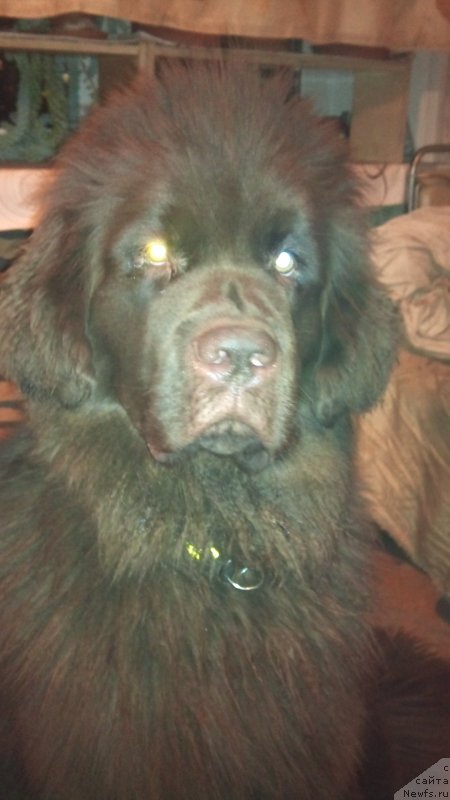 Фото: ньюфаундленд Фанньюф Желанная Мадмуазель Шанте Блюз