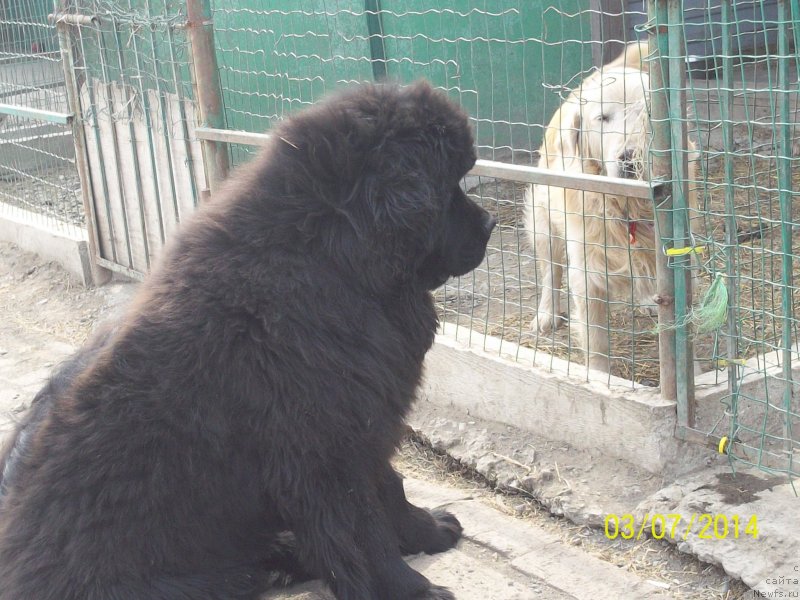 Фото: ньюфаундленд Супер Премиум Нао Дел Трато