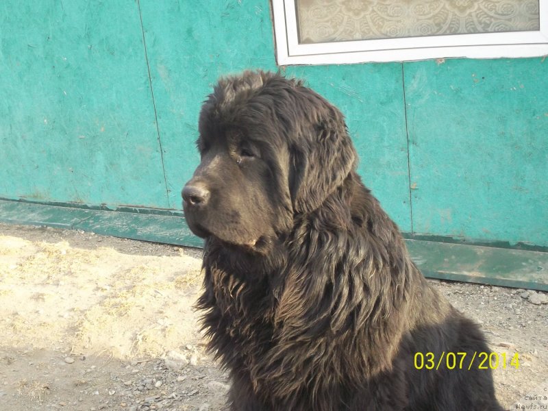 Фото: ньюфаундленд Супер Премиум Немессис