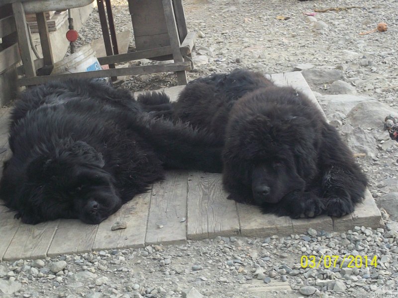 Фото: ньюфаундленд Супер Премиум Микадо (Super Premium Mikado), ньюфаундленд Супер Премиум Нао Дел Трато