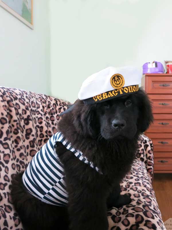 Фото: ньюфаундленд Chuvstvennaya Tanita Kara Deniz