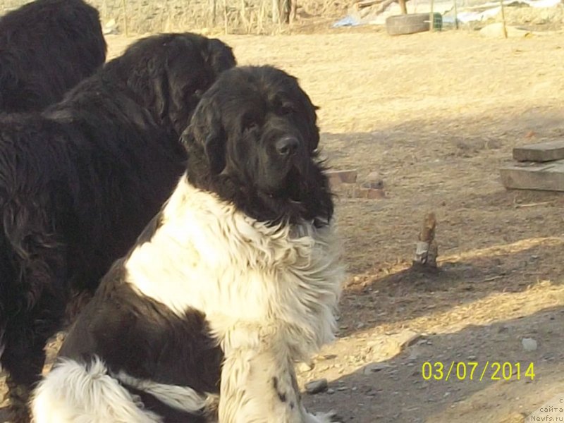 Фото: ньюфаундленд Супер Премиум Литониэль Валланинор (Super Premium Litoniel Vallaninor)