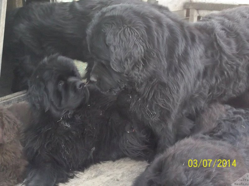 Фото: ньюфаундленд Вито Качо Ферл (Vito Kacho Ferl), ньюфаундленд Супер Премиум Микадо (Super Premium Mikado)