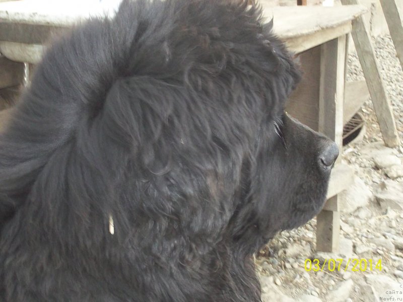 Фото: ньюфаундленд Супер Премиум Нао Дел Трато