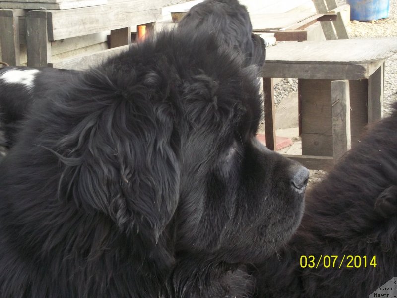 Фото: ньюфаундленд Супер Премиум Микадо (Super Premium Mikado)