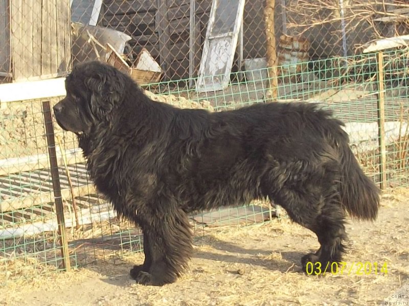 Фото: ньюфаундленд Супер Премиум Линиэль Дайлиррин (Super Premium Liniel Daylirring)