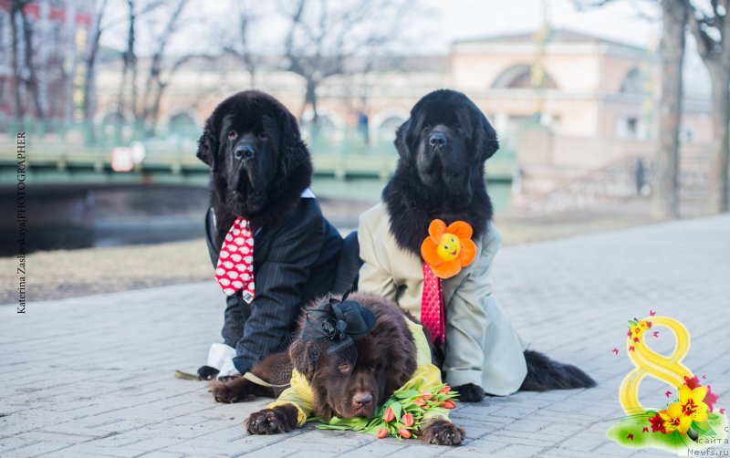 Фото: ньюфаундленд Смигар Ливерпульский Четвертак (Smigar Liverpulsiy Chetvertak), ньюфаундленд Фанньюф Желанная Мадмуазель Шанте Блюз, ньюфаундленд Питерньюф Монт Бланк (Piternyuf Mont Blanc)