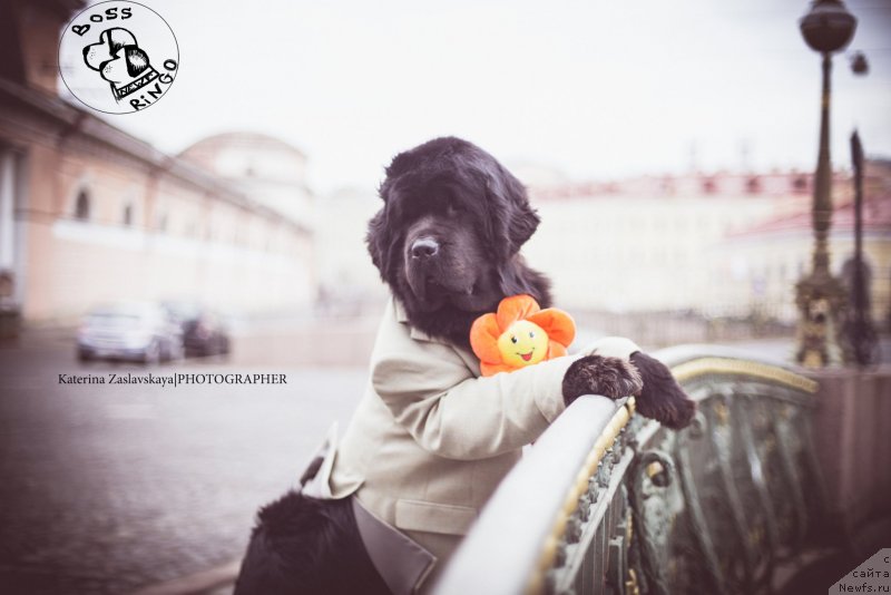 Фото: ньюфаундленд Питерньюф Монт Бланк (Piternyuf Mont Blanc)