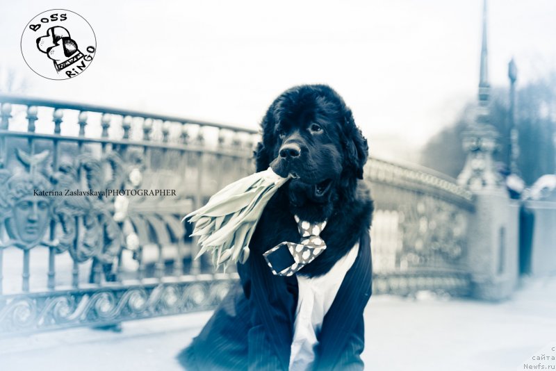 Фото: ньюфаундленд Смигар Ливерпульский Четвертак (Smigar Liverpulsiy Chetvertak)