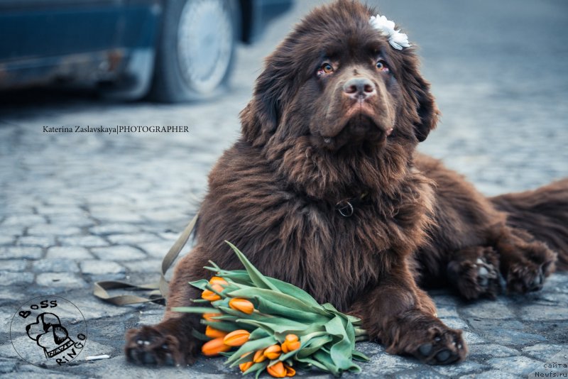 Фото: ньюфаундленд Фанньюф Желанная Мадмуазель Шанте Блюз