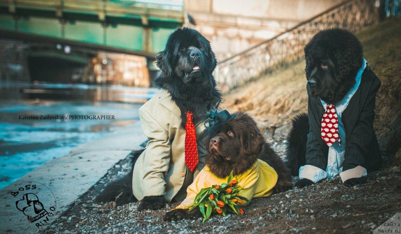 Фото: ньюфаундленд Питерньюф Монт Бланк (Piternyuf Mont Blanc), ньюфаундленд Фанньюф Желанная Мадмуазель Шанте Блюз, ньюфаундленд Смигар Ливерпульский Четвертак (Smigar Liverpulsiy Chetvertak)