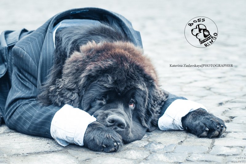 Фото: ньюфаундленд Смигар Ливерпульский Четвертак (Smigar Liverpulsiy Chetvertak)