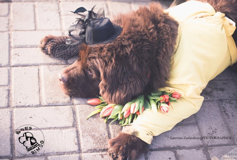 Фото: ньюфаундленд Фанньюф Желанная Мадмуазель Шанте Блюз