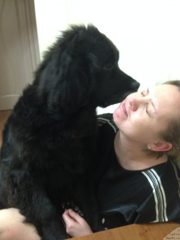 Фото: ньюфаундленд Черный Балу Джонс