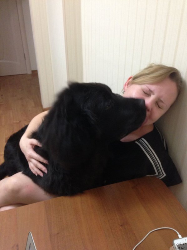 Фото: ньюфаундленд Черный Балу Джонс