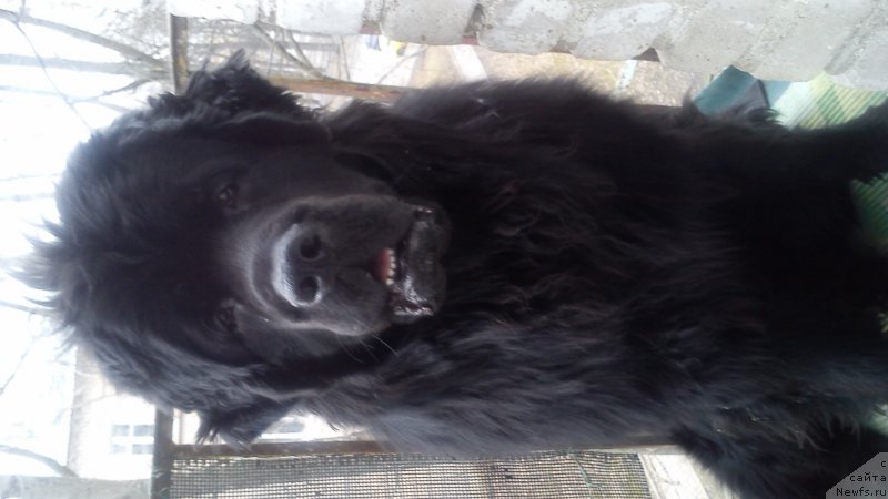 Фото: Наталья Медведь, ньюфаундленд Белкондер-Клаб Кассий Дион