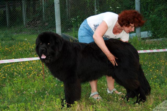 Фото: ньюфаундленд Потап Фидель