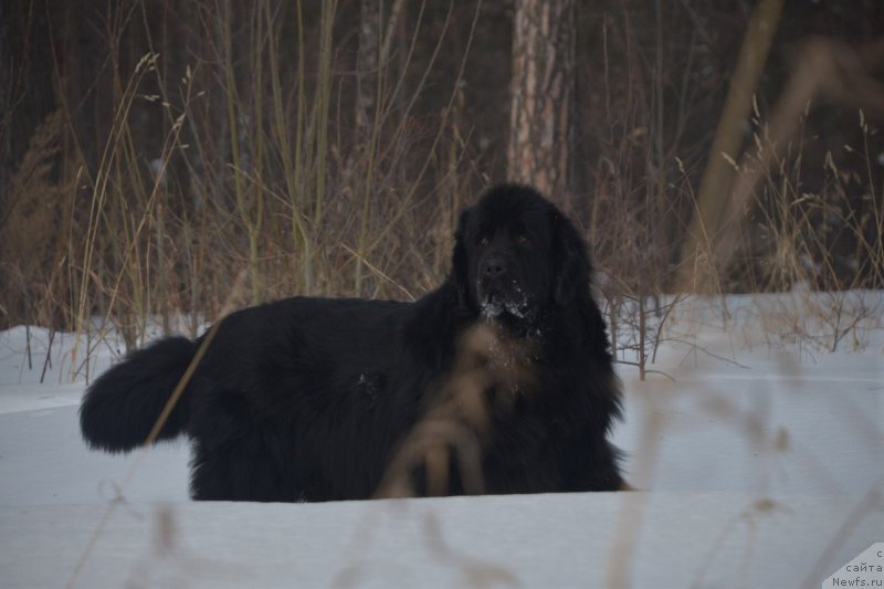 Фото: ньюфаундленд Их Высочество Вилана Блум (Ih Visochestvo Vilana Blum)