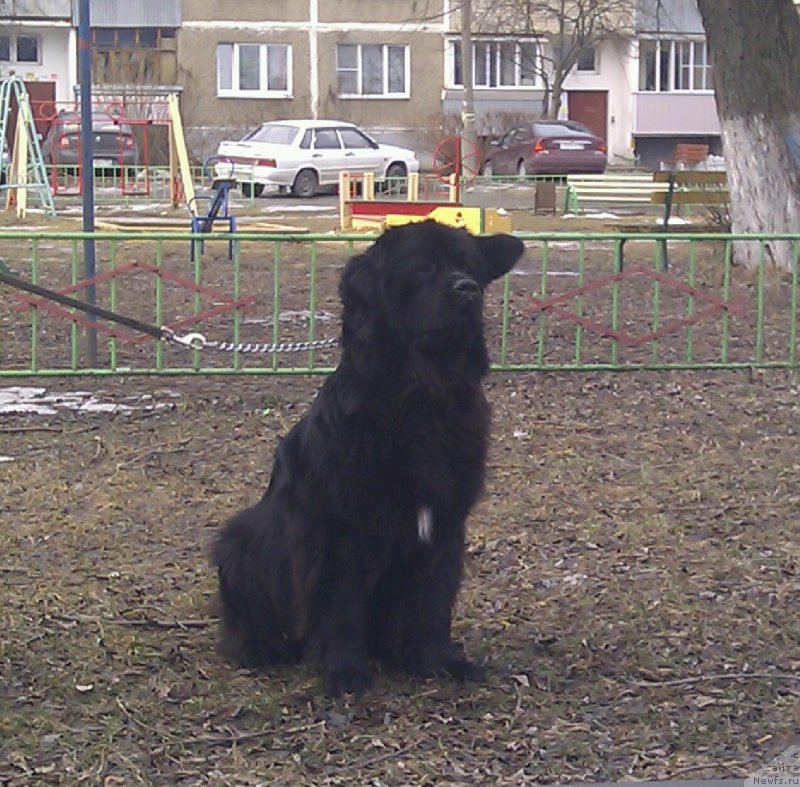 Фото: ньюфаундленд Ван Лен Тайм Орнетта