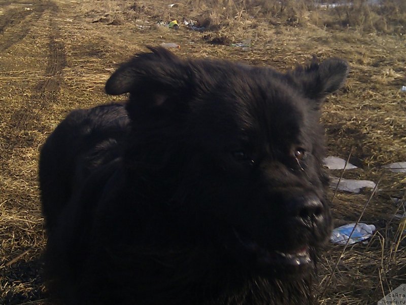 Фото: ньюфаундленд Ван Лен Тайм Орнетта