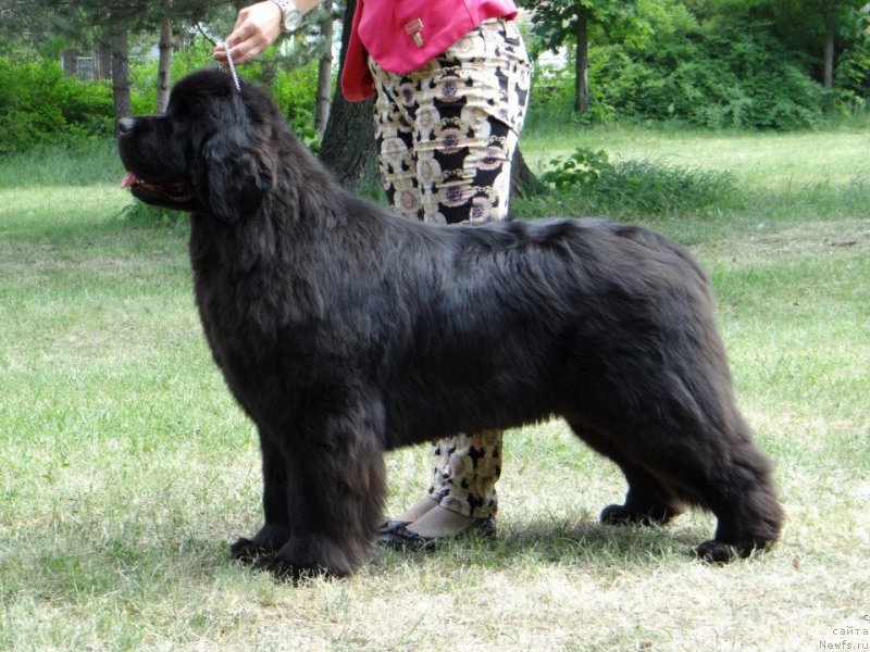 Фото: ньюфаундленд King of Helluland Ocean Breeze