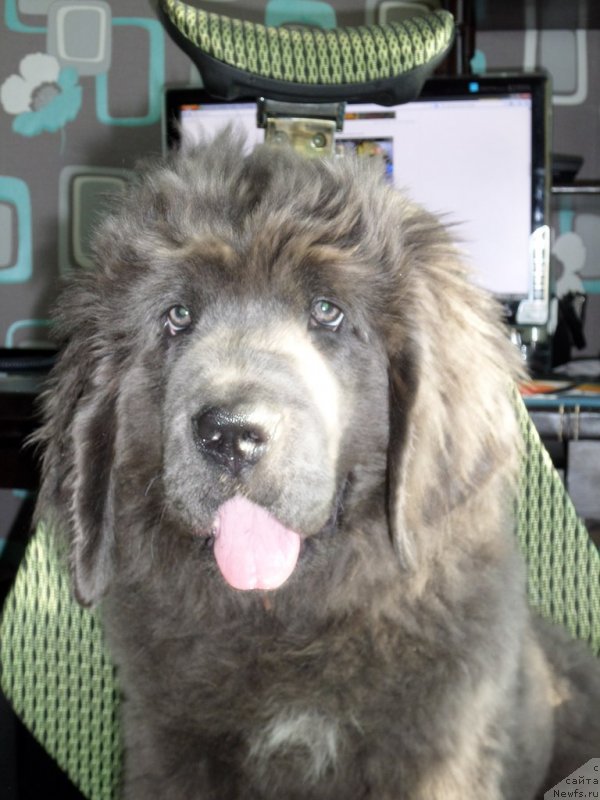 Фото: ньюфаундленд Deluna Sozvezdie Istini