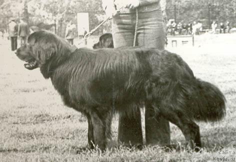 Фото: ньюфаундленд Лорд