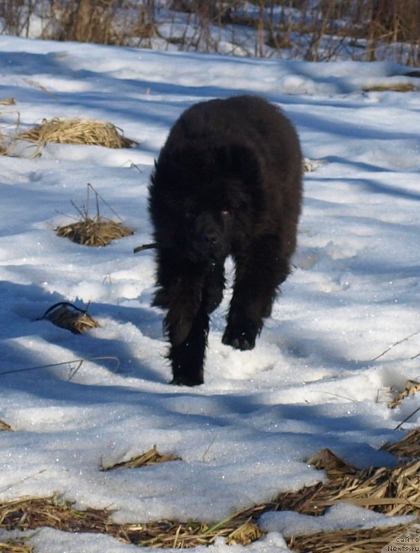 Фото: ньюфаундленд Забава Путятишна