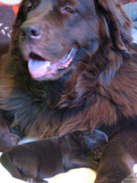 Фото: Олефина Льюис Ассоль