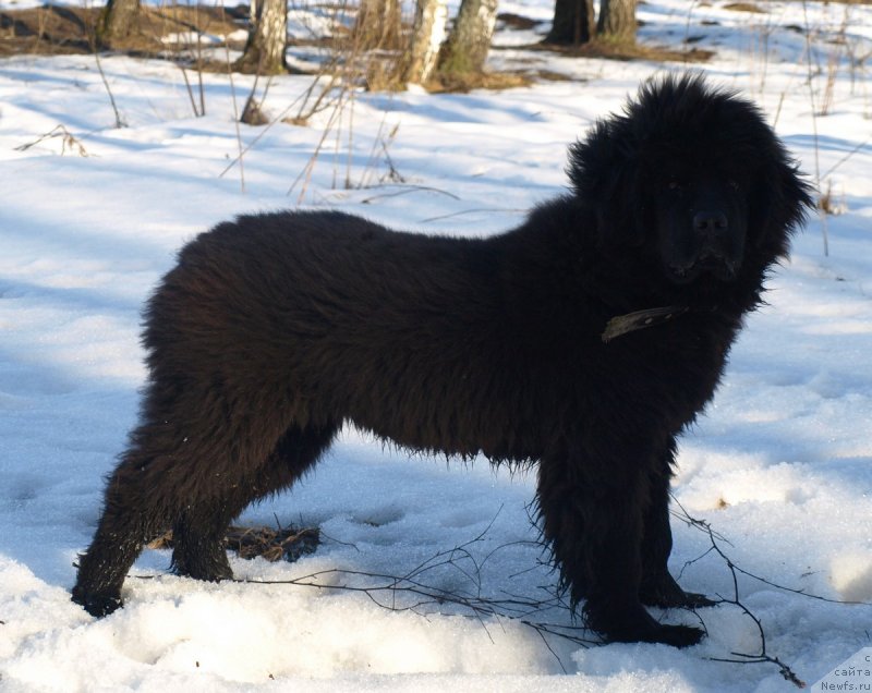 Фото: ньюфаундленд Забава Путятишна