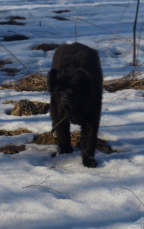 Фото: ньюфаундленд Забава Путятишна